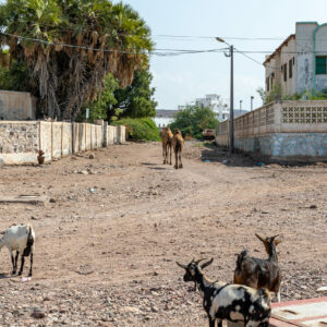 Furry Friends by Camille Massida Photography